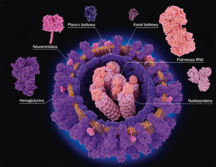 Budowa ­wirusa grypy. W ­środku znajduje się RNA (­czerwona spirala), ­czyli cząsteczka zawierająca informację genetyczną patogenu.