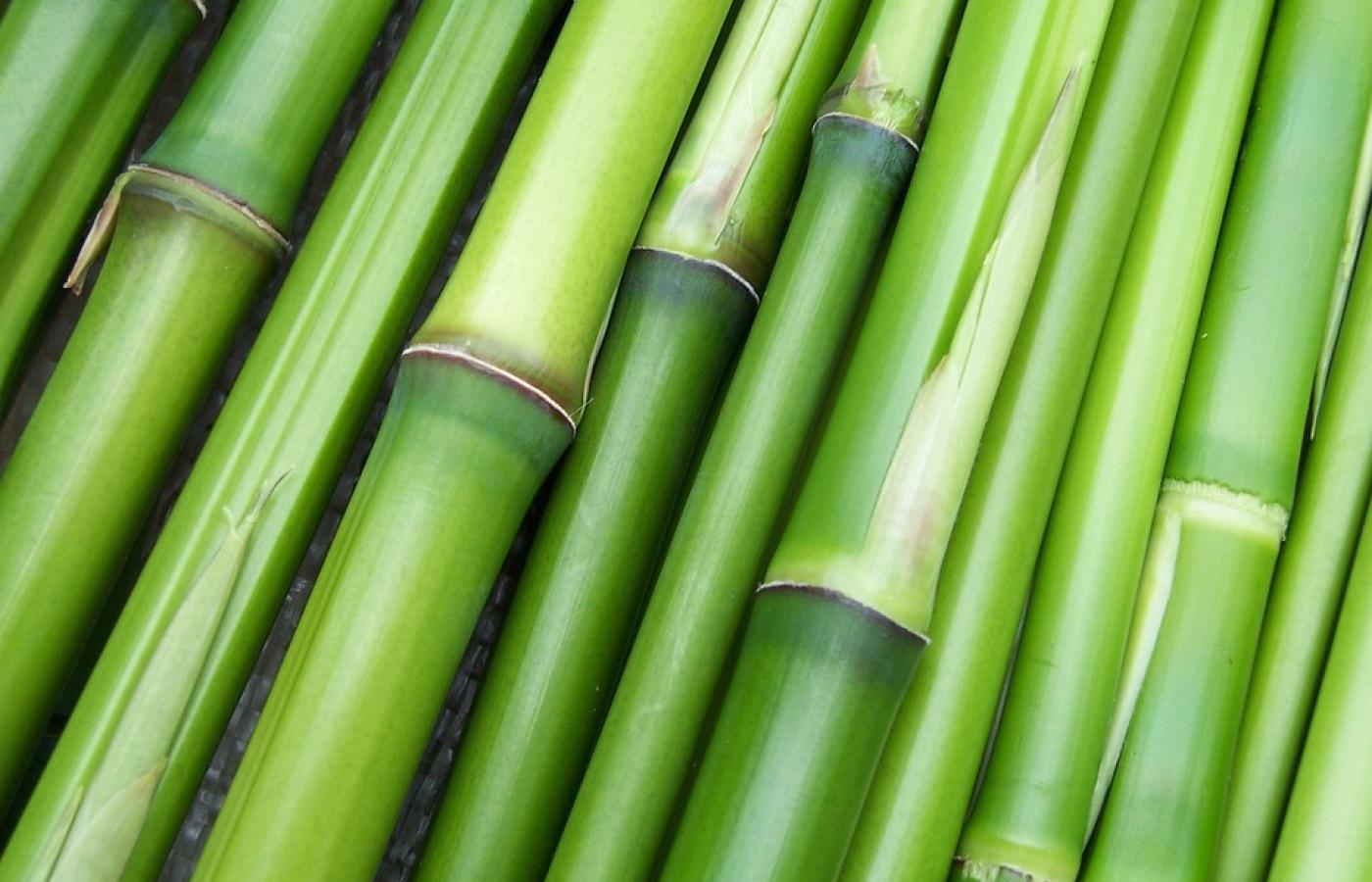 A jak ogrzać stopy? Świetnie sprawdzą się w tej roli skarpety zrobione z bambusa. Tkanina, z której są wykonane, zawiera w swoim składzie bambusowe włókna, przędzę czy miąższ z trawy bambusowej. Producenci zapewniają, że tkanina ma dodatkowe właściwości: antybakteryjne, antygrzybiczne czy pochłaniające wilgoć. Jest też przewiewna, przyjemna w dotyku i likwiduje przykre zapachy. Oprócz skarpet możemy zaopatrzyć się w bambusową bieliznę, ręczniki czy ubrania.