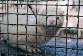 Instytucjonalne ignorowanie znęcania się nad zwierzętami jest groźne. Badania potwierdzają, że okrucieństwo wobec zwierząt jest wskaźnikiem ryzyka przemocy wobec ludzi.