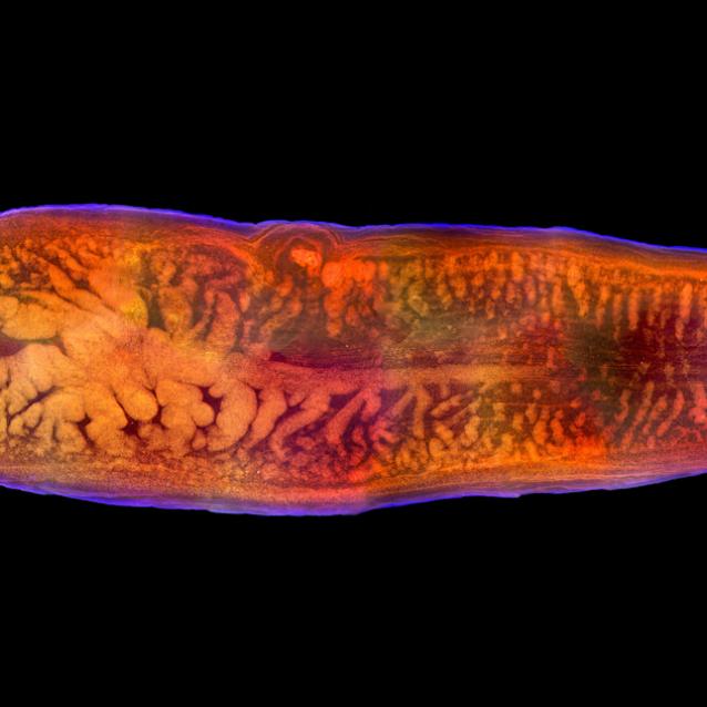 Pasożyty lubią się wałęsać