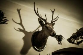 W nocy spadło ze ściany jedno z poroży dziadka Lilpopa, narobiło hałasu, obudziło domowników. Na pytanie żony:„Co się stało?“, odpowiedział: „Nic takiego, tym razem tylko zaczepiła kosą“.