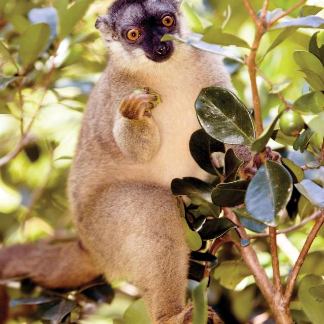 Lepilemur rudoogonowy.