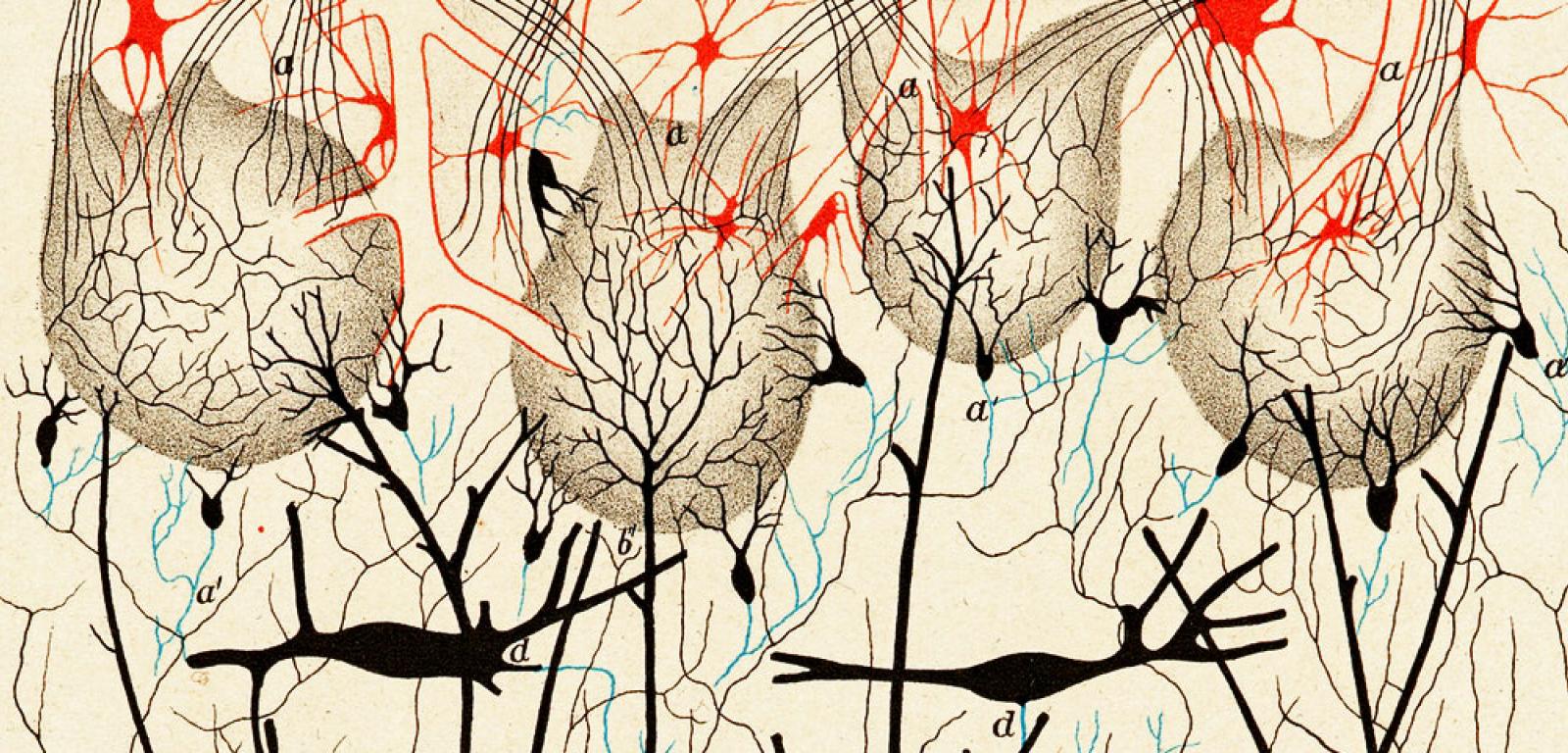 Komórki nerwowe w cebulce węchowej psa. Ilustracja z książki „Sulla fina anatomia degli organi centrali del sistema nervoso” Camillo Golgiego z 1885 r.