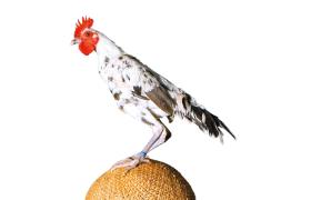 „Ile życia nienarodzonego zabije się w te święta... Przecież takie jajko to zarodek. A ksiądz katolicki jeszcze to pobłogosławi”.