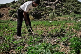 Marihuana rośnie nawet na słabej glebie, ale większe kamienie trzeba usunąć motyką.