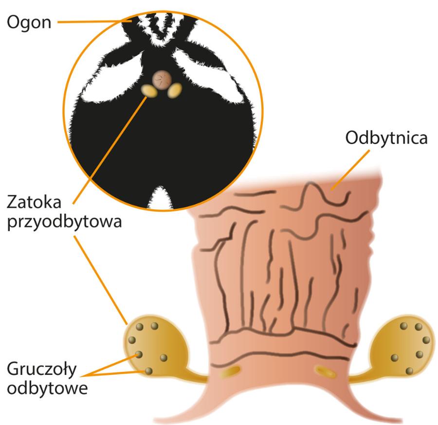 Położenie gruczołów odbytowych u skunksa.