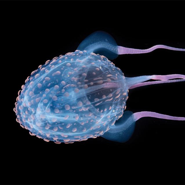 Kubomeduza występująca u wybrzeży Florydy na głębokości 10–13 m. Ma około 6 cm długości. „Poparzenie” przez niektórych jej przedstawicieli bywa śmiertelne, ale te z okolic Florydy nie stanowią zagrożenia.