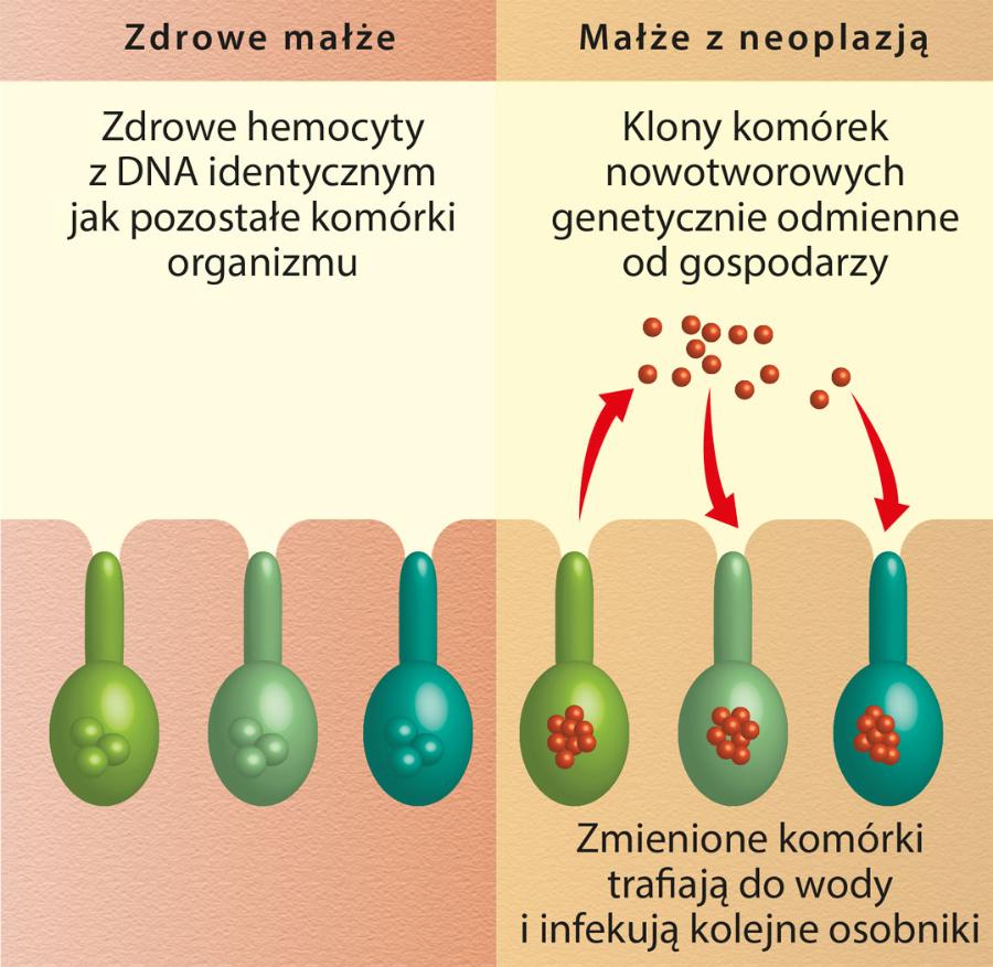 Zakaźna neoplazja ­zmniejsza populację ­małżów, również tych żyjących w Bałtyku.