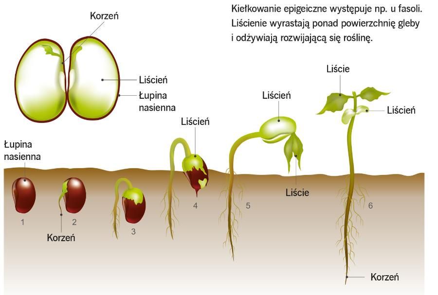 Kiełkowanie epigeiczne występuje np. u fasoli. Liścienie wyrastają ponad powierzchnię gleby
i odżywiają rozwijającą się roślinę.