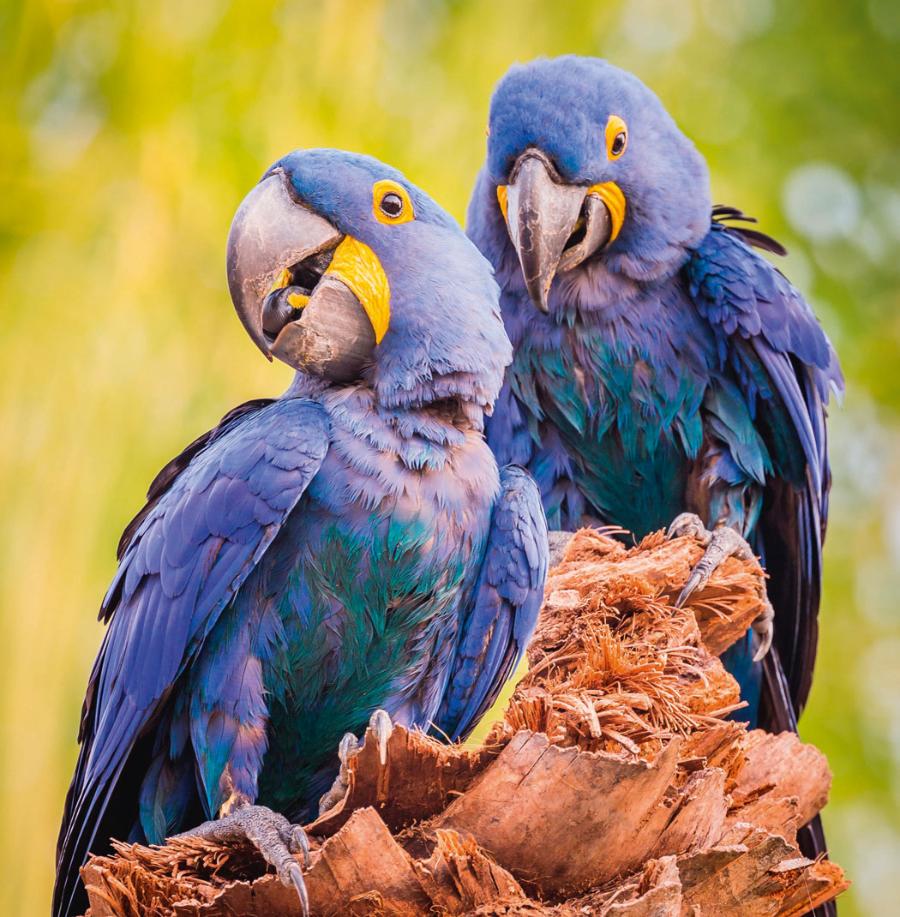 Ara hiacyntowa – największa z latających papug.