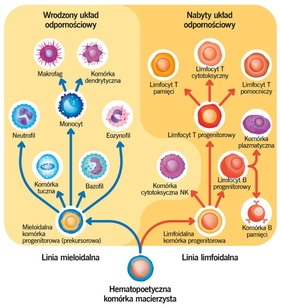 Układy odpornościowy wrodzony i nabyty. Należące do nich komórki powstają z hematopoetycznej komórki macierzystej szpiku kostnego (patrz ramka).