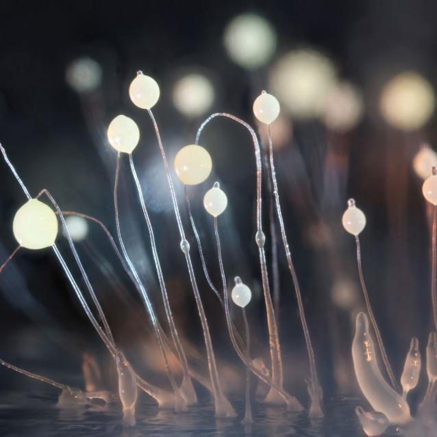Dictyostelium discoideum w stadium sporofora