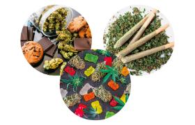 Zawartość THC w konopiach nieustannie rośnie. W ciastkach czy żelkach z marihuaną może osiągać nawet 60 proc.