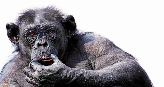 Małpy rozumieją przyczynowość i potrafią przeprowadzać wnioskowania zgodne z zasadami logiki.