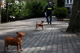 Zainteresowanie psów i ich podenerwowanie wyjaśniono niedawno. Listonosz nigdy nie pachnie znajomo.