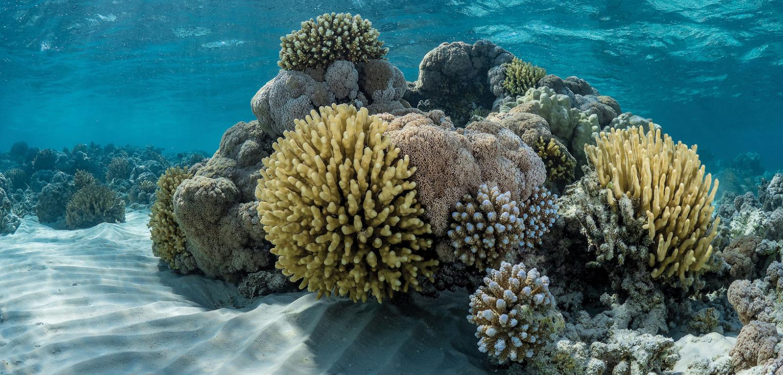 Koralowce z Morza Czerwonego tolerują bardzo ciepłą wodę, ale nawet one zaczynają doświadczać stresu związanego ze zmianą klimatu.