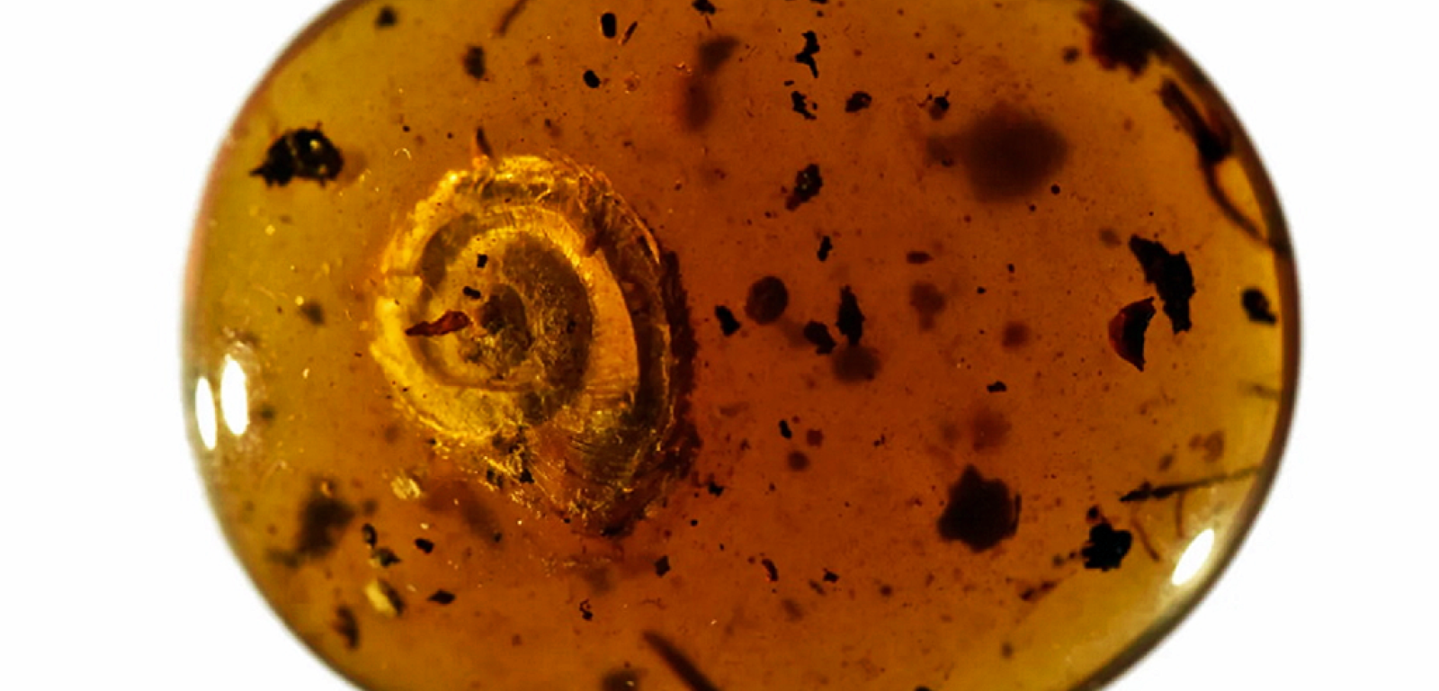 Naukowcy znaleźli włochatego ślimaka zatopionego w bursztynie. Szacują jego wiek na 99 mln lat.