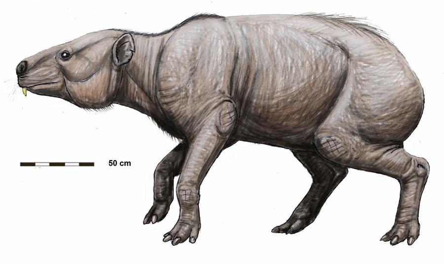Titanohyrax należał do największych góralków występujących na Ziemi. Jego masa ciała sięgała 1000 kg.