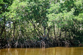 Wyspa Jaina jest gęsto porośnięta lasem namorzynowym. Prowadzenie wykopalisk na cmentarzysku Majów stanowi więc nie lada wyzwanie,  szczególnie kiedy słona, morska woda zalewa dużą część lądu.
