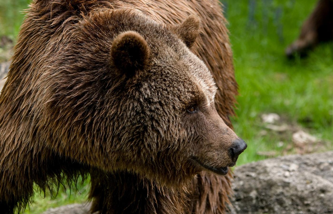 Niedźwiedzie brunatne przez stulecia były tępione.