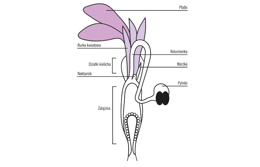 Gotowy do strzału mechanizm spustowy kwiatu Stylidium.