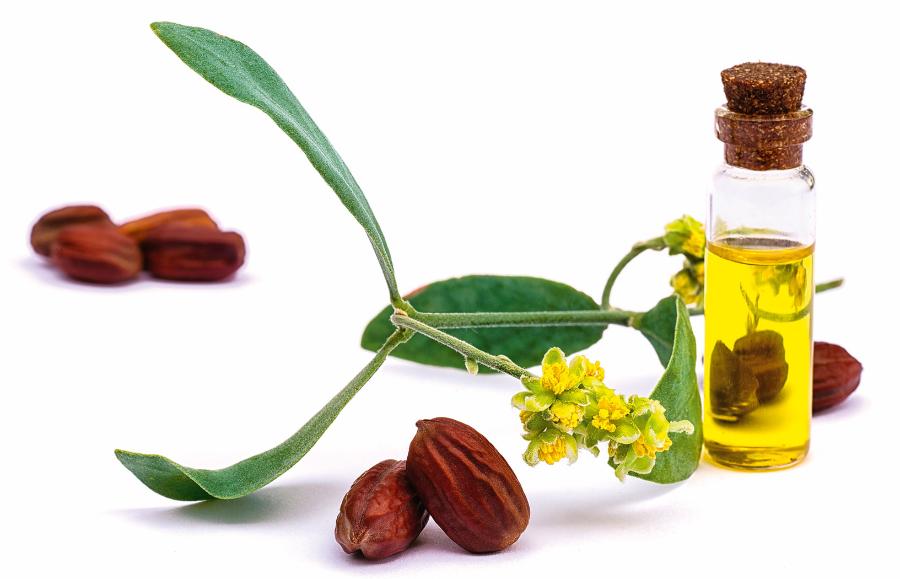 Jojoba – liście, kwiaty i ziarna.