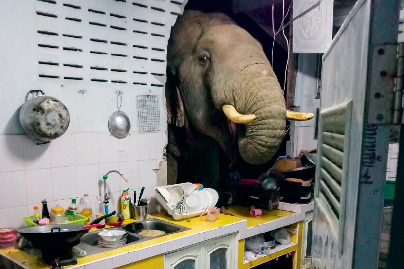 Słoń odwiedził kuchnię pani Radchadawan Peungprasopporn, mieszkającej nad jeziorem Pa La-U nieopodal Hua Hin w Tajlandii.