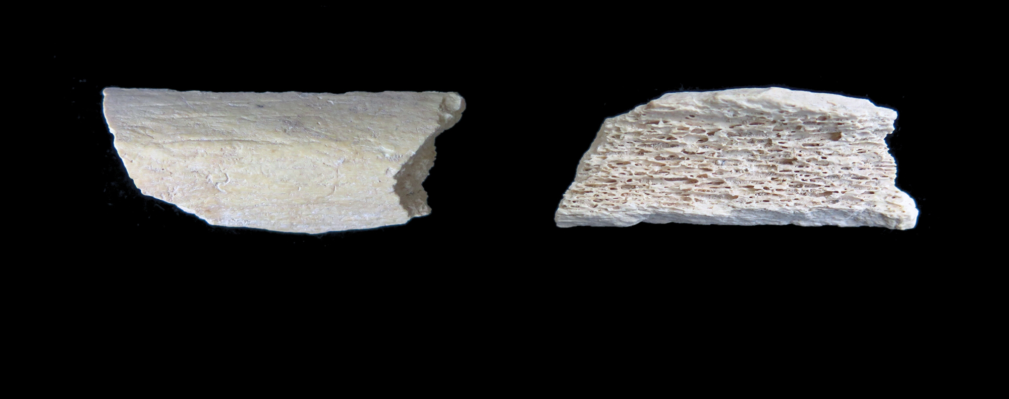 Neandertalczycy: fragment kości i myśl o Jedwabnym Szlaku