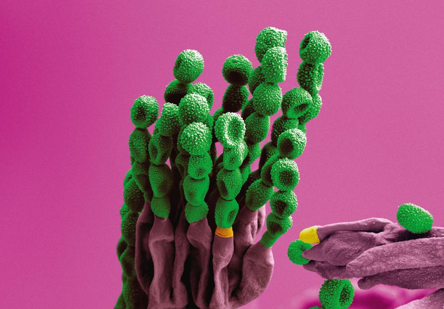 Pochodzenie nazw „Penicillium” i „pędzlak” ujawnia fotografia spod mikroskopu – konidiofory tej pleśni są podobne do pędzli (­penicillus). Kolory nadane sztucznie.