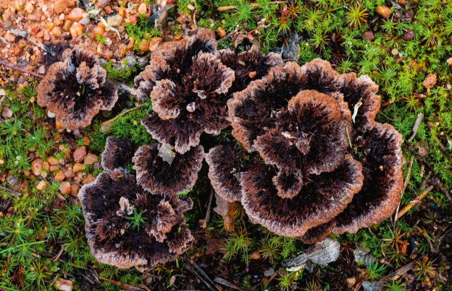 Chropiatka pospolita (rząd Thelephorales) to powszechny grzyb symbiotyczny, dawniej błędnie uważany za patogenny, ponieważ obrasta trzony młodych sosen.