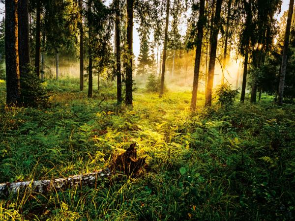 Powszechnie wiadomo, że Lasy Państwowe za rządów Jarosława Kaczyńskiego zostały oddane we władanie koalicyjnym wówczas ziobrystom w 2020 r.