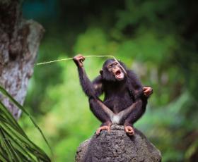 Badania Goodall wywołały rozkwit projektów terenowych dotyczących naczelnych.