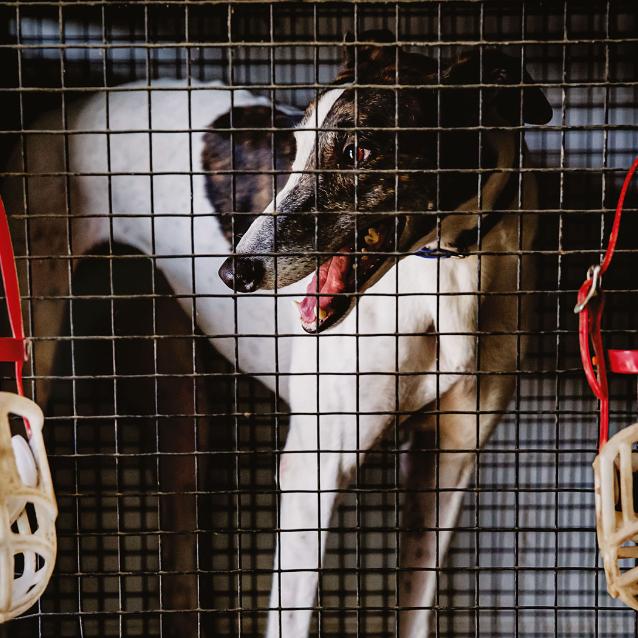 Charty wyścigowe skarmiano lekami. Zyskały groźne dla psów i ludzi nicienie