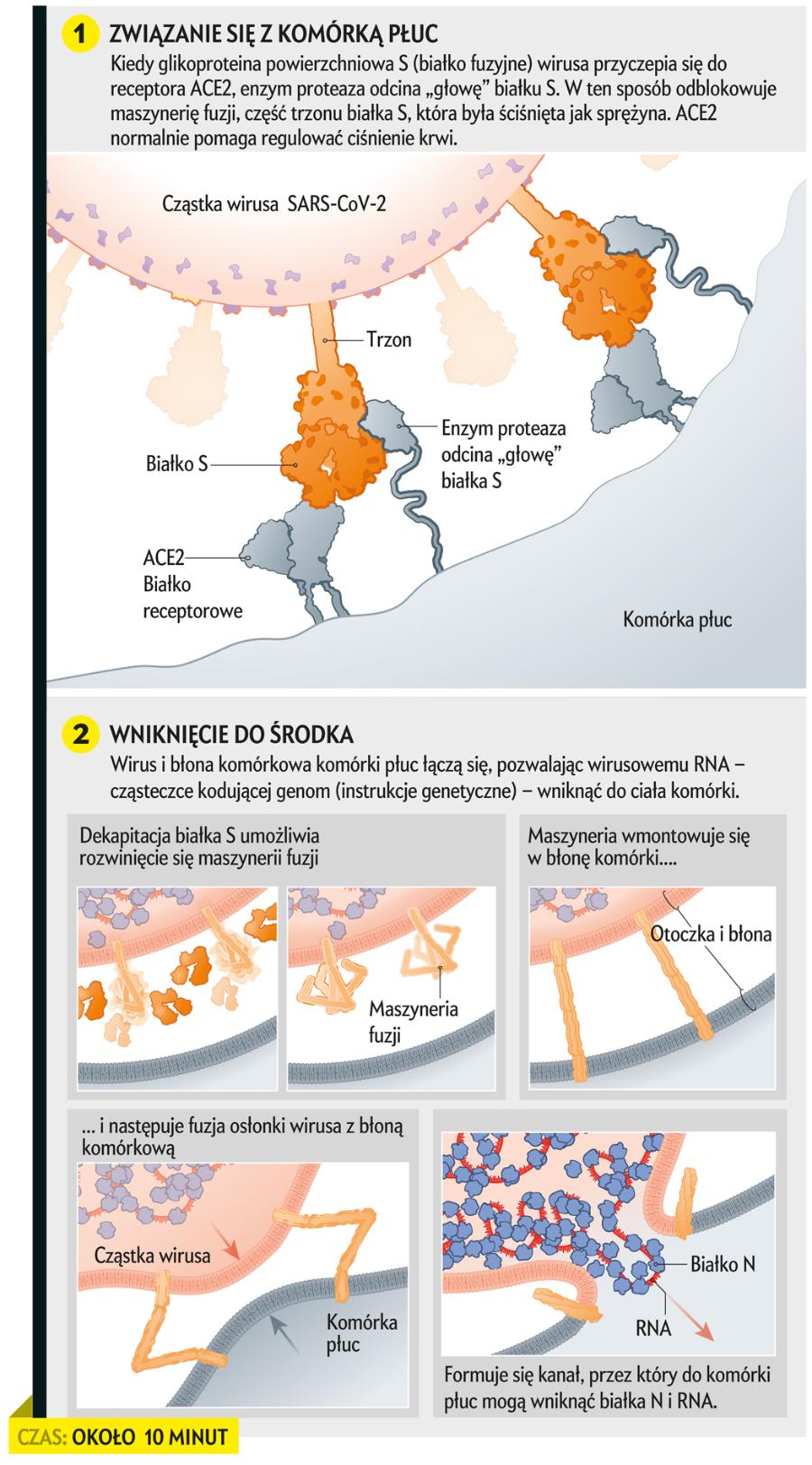 Inwazja wirusa i odpowiedź immunologiczna