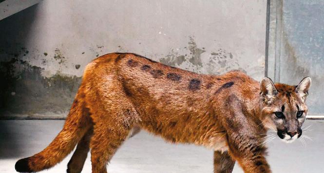 Puma płowa odłowiona pod Koszalinem