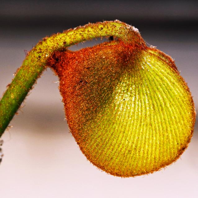 Liść Zamia furfuracea.