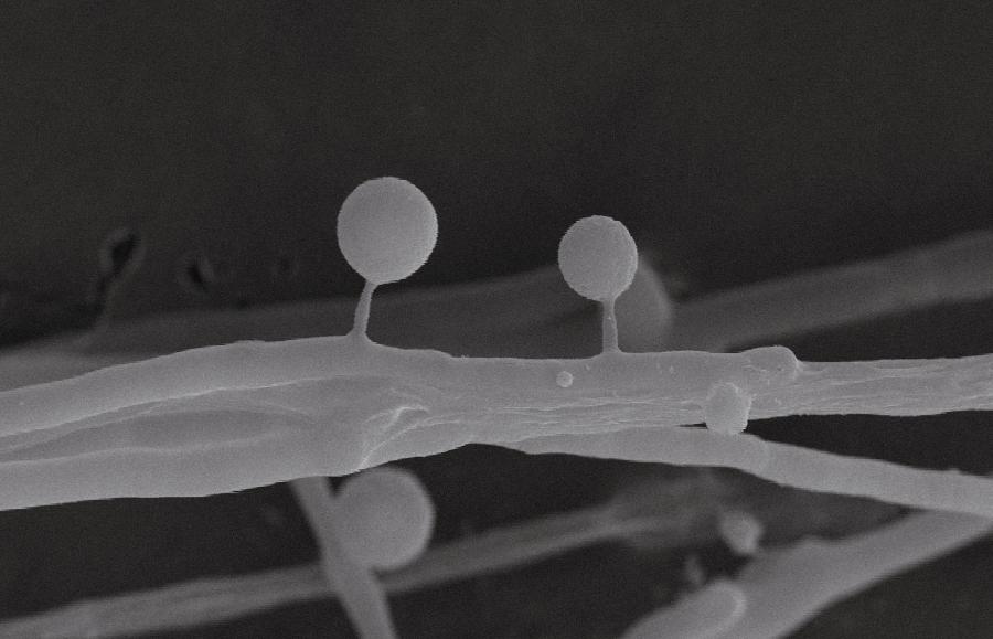 Strzępka boczniaka widziana w skaningowym mikroskopie elektronowym. W okrągłych strukturach, tzw. toksocystach, znajduje się paraliżująca nicienie trucizna.