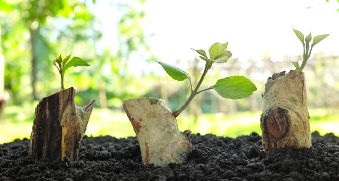 Pulsar - wyjątkowy portal naukowy.