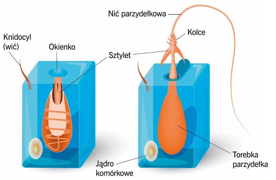 Budowa komórki parzydełkowej. Podrażnienie knidocylu powoduje wystrzelenie (wynicowanie) sztyletu z nicią.