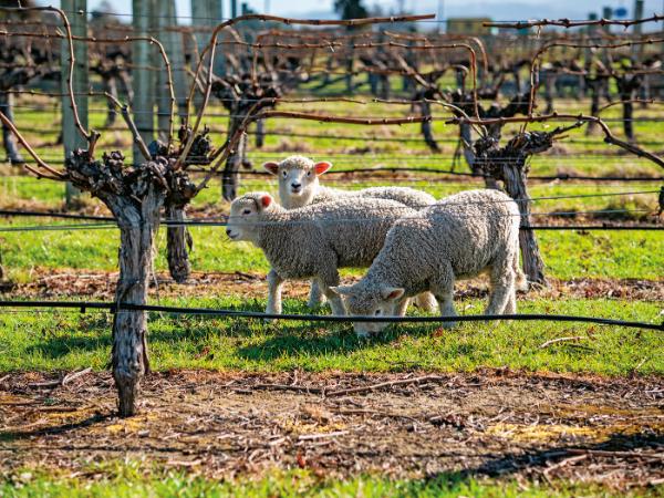 Region Marlborough w Nowej Zelandii