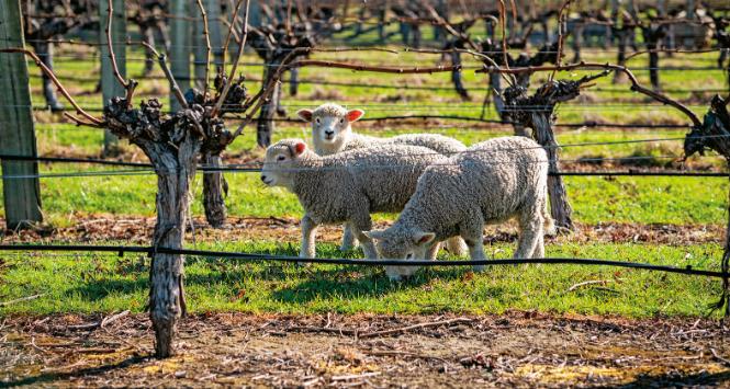 Region Marlborough w Nowej Zelandii.