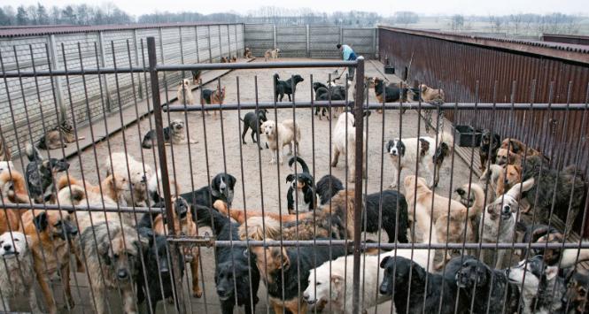Schronisko w Wojtyszkach. Psy większość życia spędzały tu w betonowych celach, były niedożywione i w fatalnym stanie psychicznym.