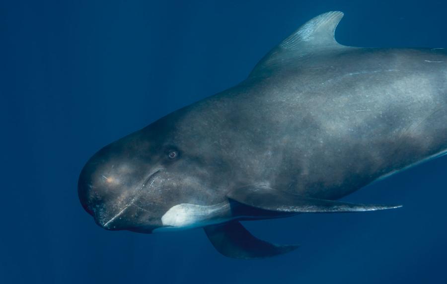 Dzięki badaniom DNA środowiskowego w 2012 r. naukowcom udało się odkryć w Bałtyku ślady obecności grindwali.