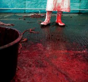 Muzułmańska rzeźnia w belgijskim Gent.