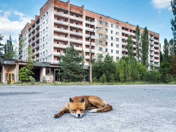 Wskutek działań wojennych jelenie, lisy, łosie oraz sarny stały się częściej aktywne w dzień.