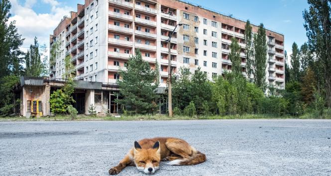 Wskutek działań wojennych jelenie, lisy, łosie oraz sarny stały się częściej aktywne w dzień.